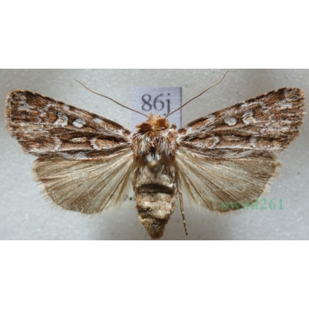 Lycophotia porphyrea (Denis & Schiffermüller, 1775) Czech86j